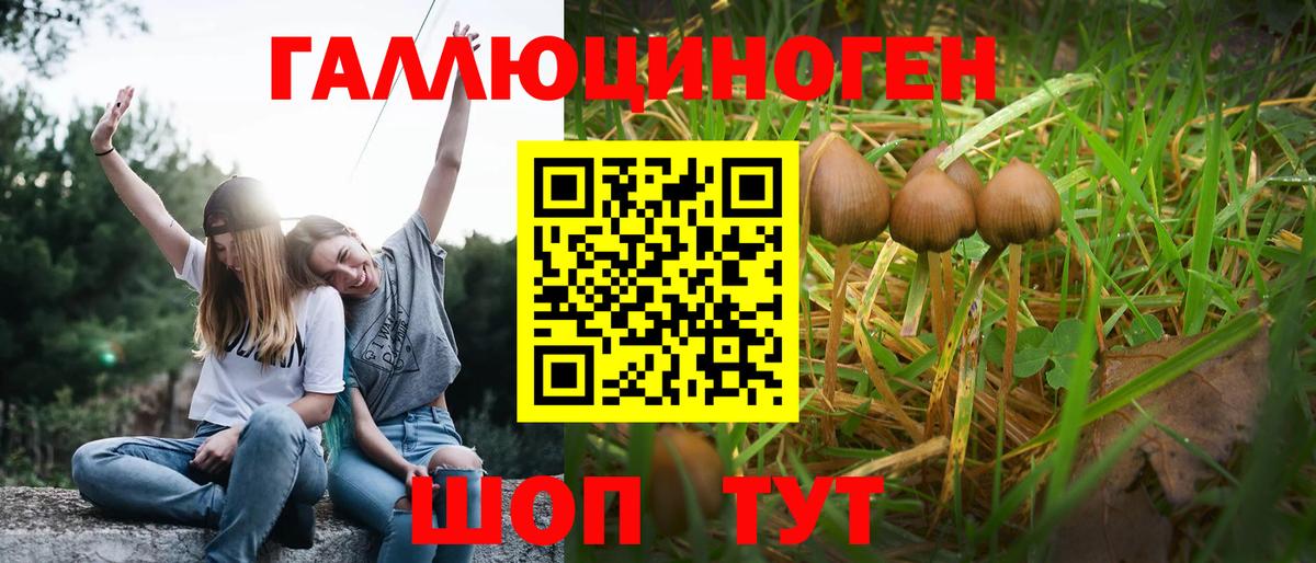 Псилоцибиновые грибы Psilocybe Гатчина
